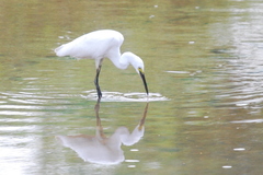 Egretta garzetta nigripes