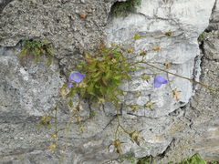 Campanula carpatica