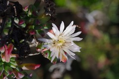 Lampranthus productus