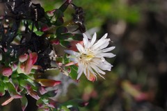 Lampranthus productus