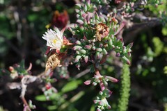 Lampranthus productus
