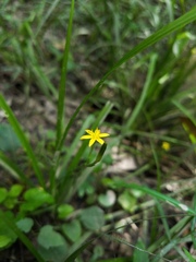 Hypoxis curtissii
