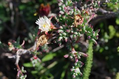 Lampranthus productus