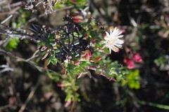 Lampranthus productus