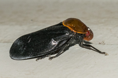 Simeliria funeralis