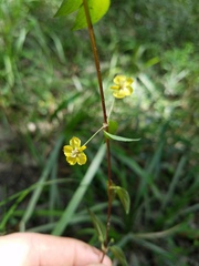 Lysimachia radicans
