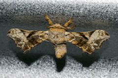 Bombycidae