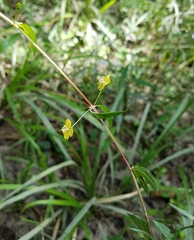 Lysimachia radicans