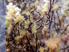 Cladostephus hirsutus