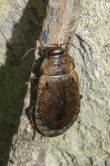 Diploptera punctata