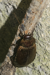Diploptera punctata