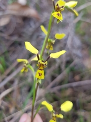 Diuris praecox