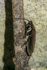 Diploptera punctata
