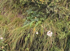 Nardostachys jatamansi