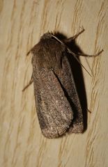 Amphipyra tragopoginis