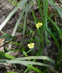 Lysimachia radicans