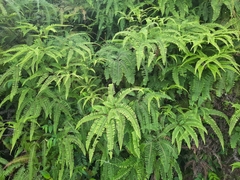 Dicranopteris pedata