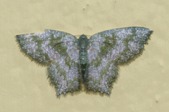 Maxates thetydaria