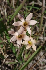 Romulea longipes