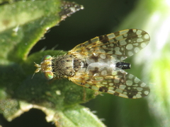 Tephritis nigricauda