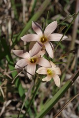 Romulea longipes
