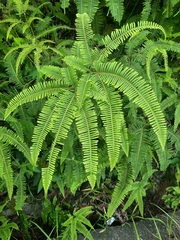 Dicranopteris pedata