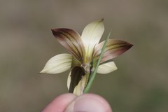 Romulea longipes