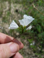 Stylisma humistrata