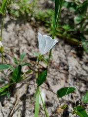 Stylisma humistrata