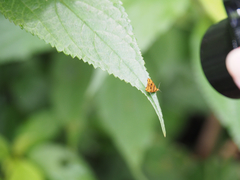 Choreutis amethystodes