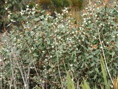 Hakea ferruginea