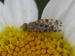 Tephritis nigricauda