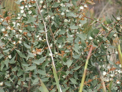Hakea ferruginea