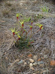Anigozanthos bicolor decrescens