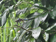 Brachydiplax chalybea
