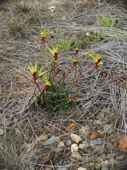 Anigozanthos bicolor decrescens