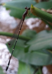 Protosticta sanguinostigma