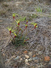Anigozanthos bicolor decrescens