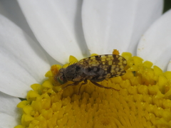Tephritis nigricauda