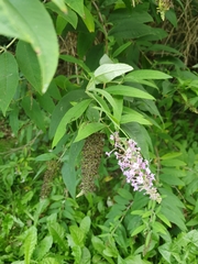 Buddleja davidii
