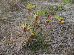 Anigozanthos bicolor decrescens