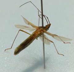 Leptocorisini