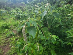 Mallotus apelta