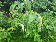 Mallotus apelta
