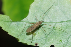 Amphineurus insulsus