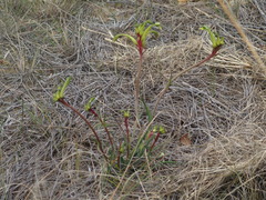 Anigozanthos bicolor decrescens