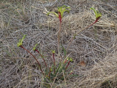 Anigozanthos bicolor decrescens