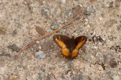 Hipparchia neomiris