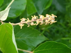 Mallotus apelta