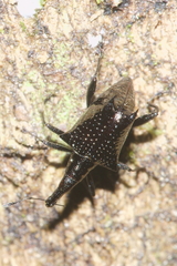 Scolopterus tetracanthus